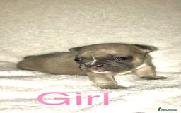 French Bulldog dogs for sale: 3 beautiful French bulldogs  - Image 7