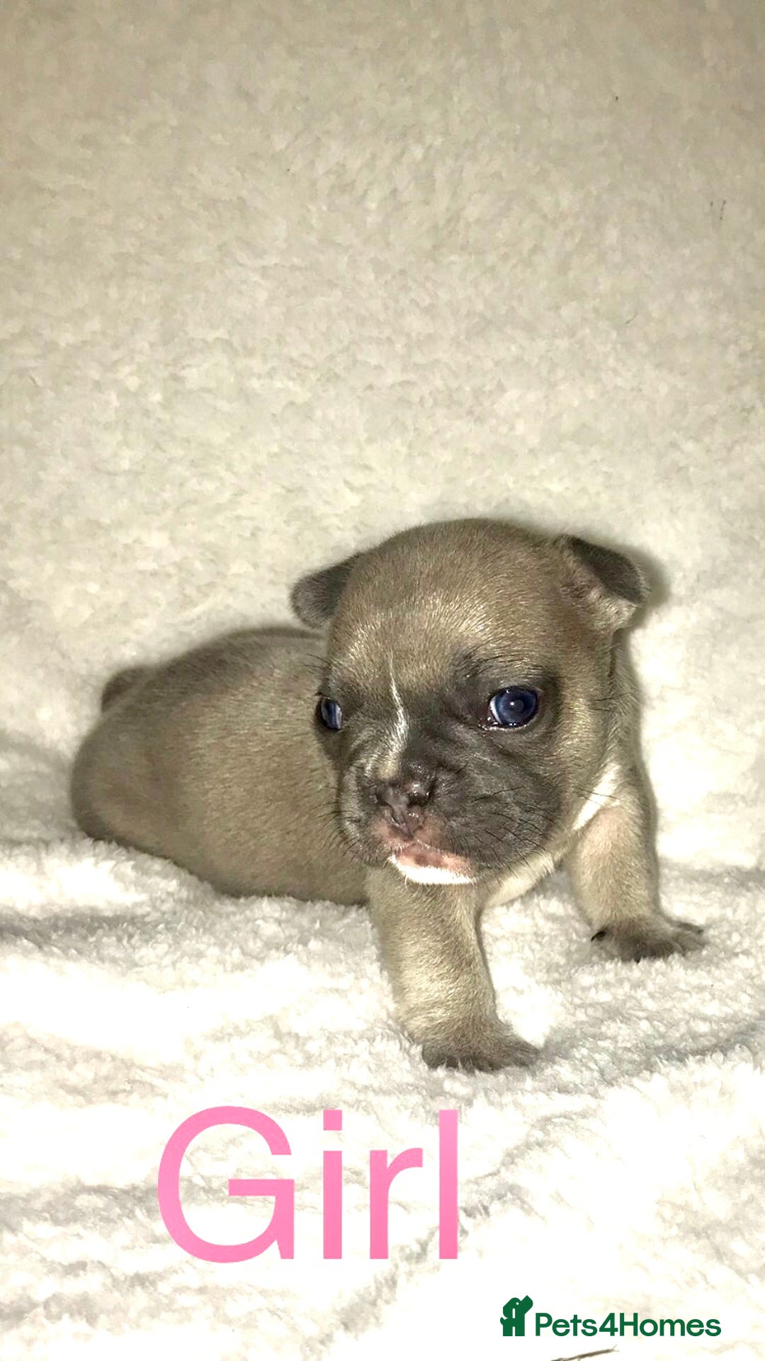 French Bulldog dogs for sale: 3 beautiful French bulldogs  - Image 7