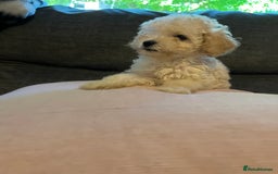 Cavapoo dogs for sale: Stunning Cavapoo puppies - Image 23
