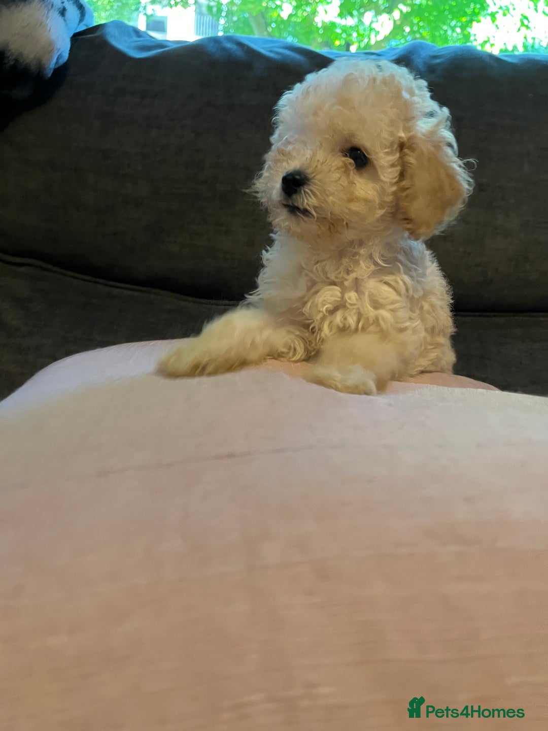 Cavapoo dogs for sale: Stunning Cavapoo puppies - Image 23