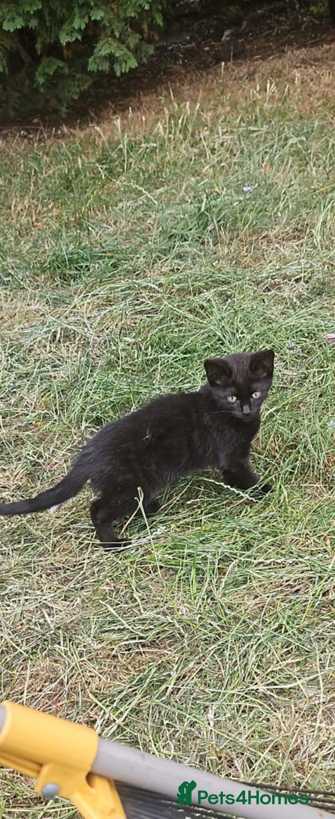 Abyssinian cats for sale: Kittens for sale - Image 4
