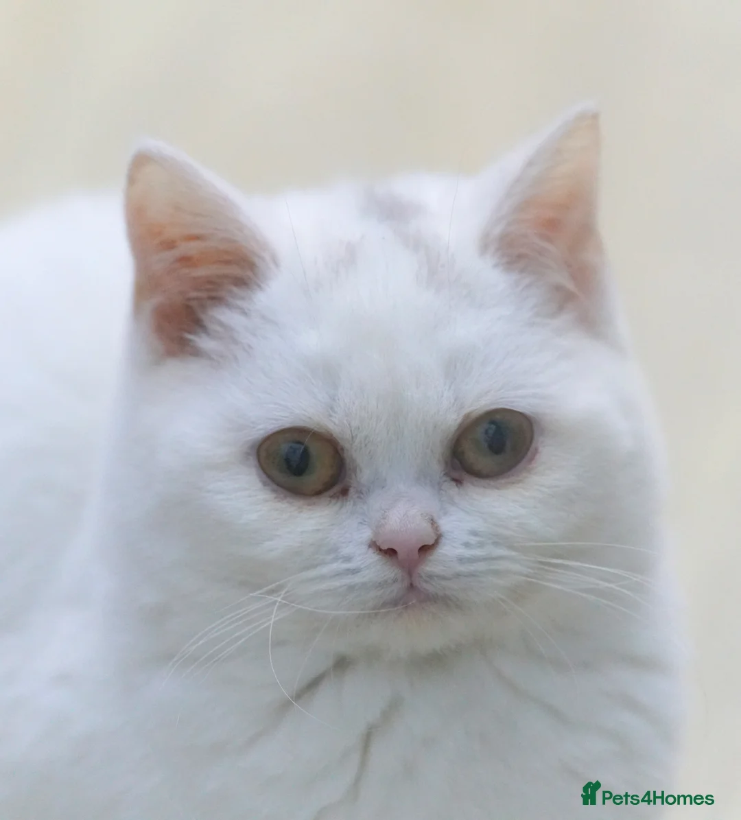 British Shorthair cats for sale: FEMALE & Male Pure British Shorthair kittens - Advert 3