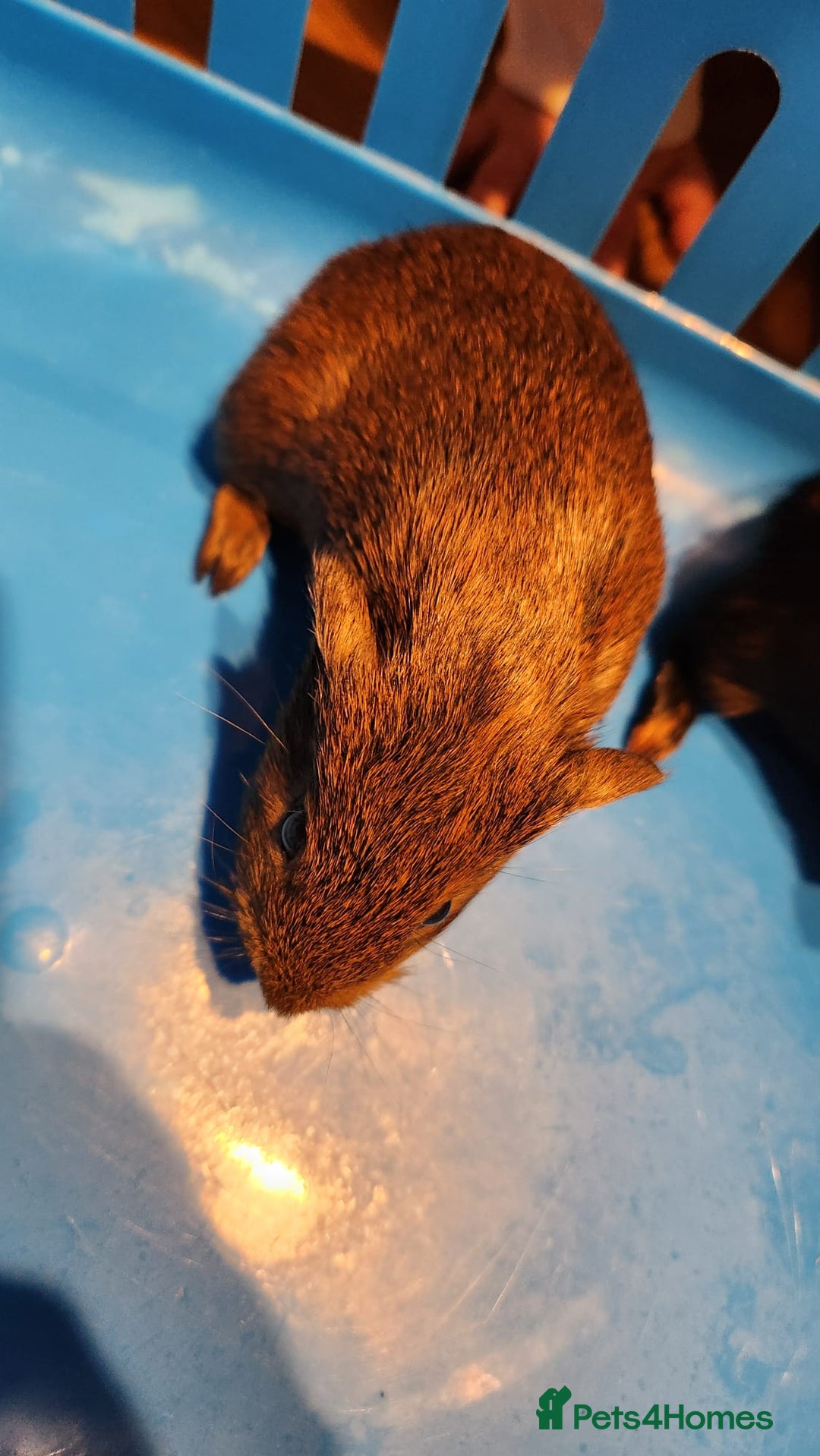 Guinea Pig rodents for sale: Baby Guniea pigs for sale - Advert 7