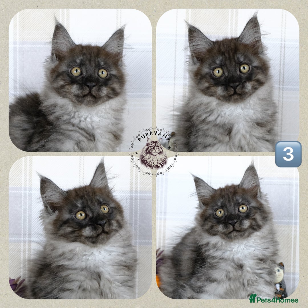 Maine Coon cats for sale: TICA registered adorable Maine coon kittens - Image 4