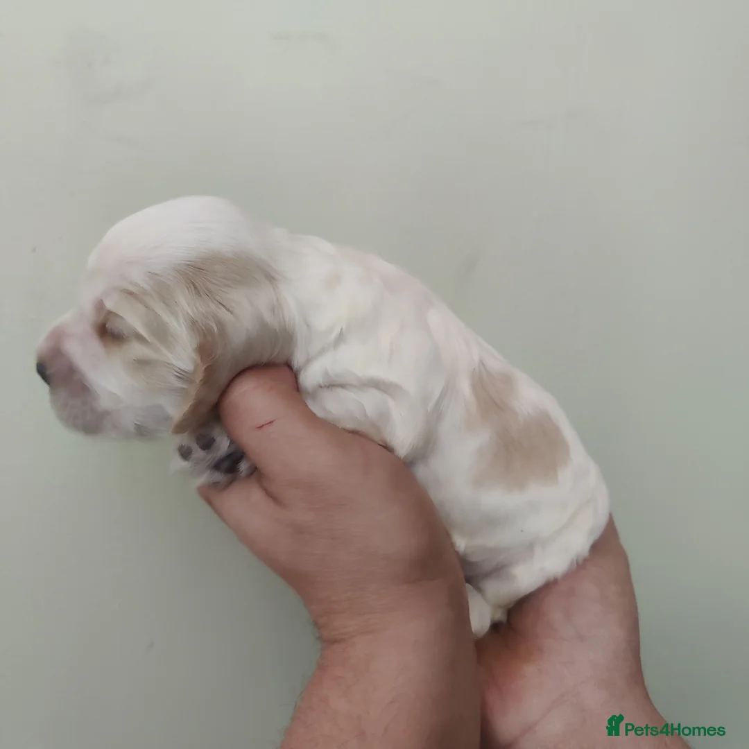 Cocker Spaniel dogs for sale: KC Registered Show Type Cocker Spaniels  - Advert 13