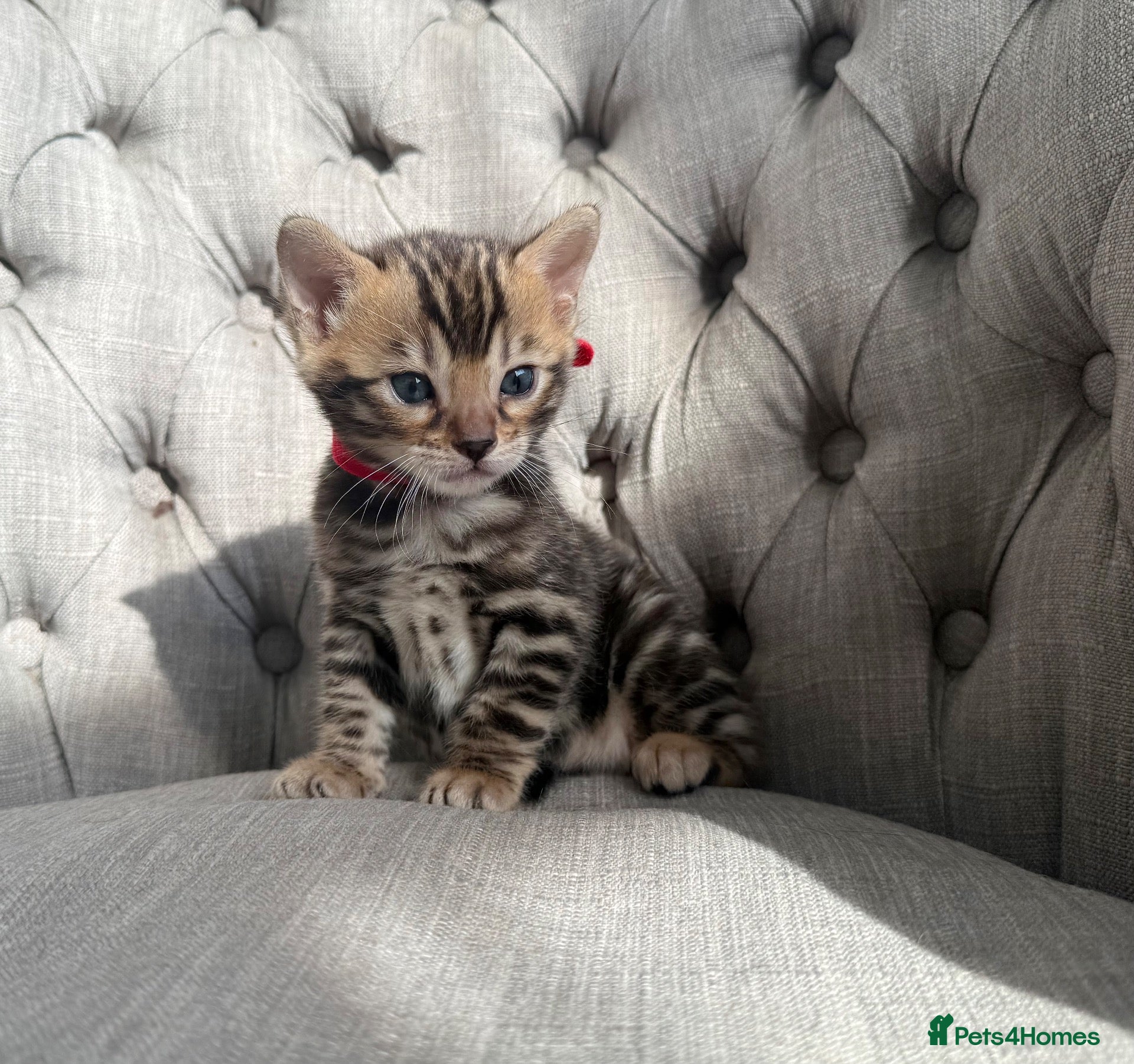 Bengal cats Outstanding Little Leopards 🐆  - Advert 2