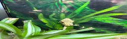 Gecko reptiles for sale: Baby Crested Geckos   - Advert 6
