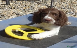 English Springer Spaniel dogs for sale: English Springer Spaniel Puppy 2 - English Springer Spaniel Puppies - Image 15