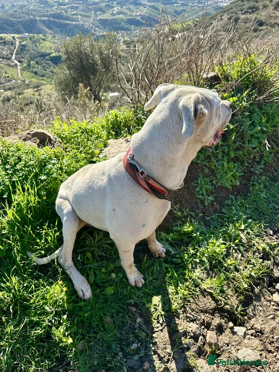 Mixed Breed dogs for adoption: 🚨‼️URGENT‼️🚨 Zeus🐾 - Advert 4