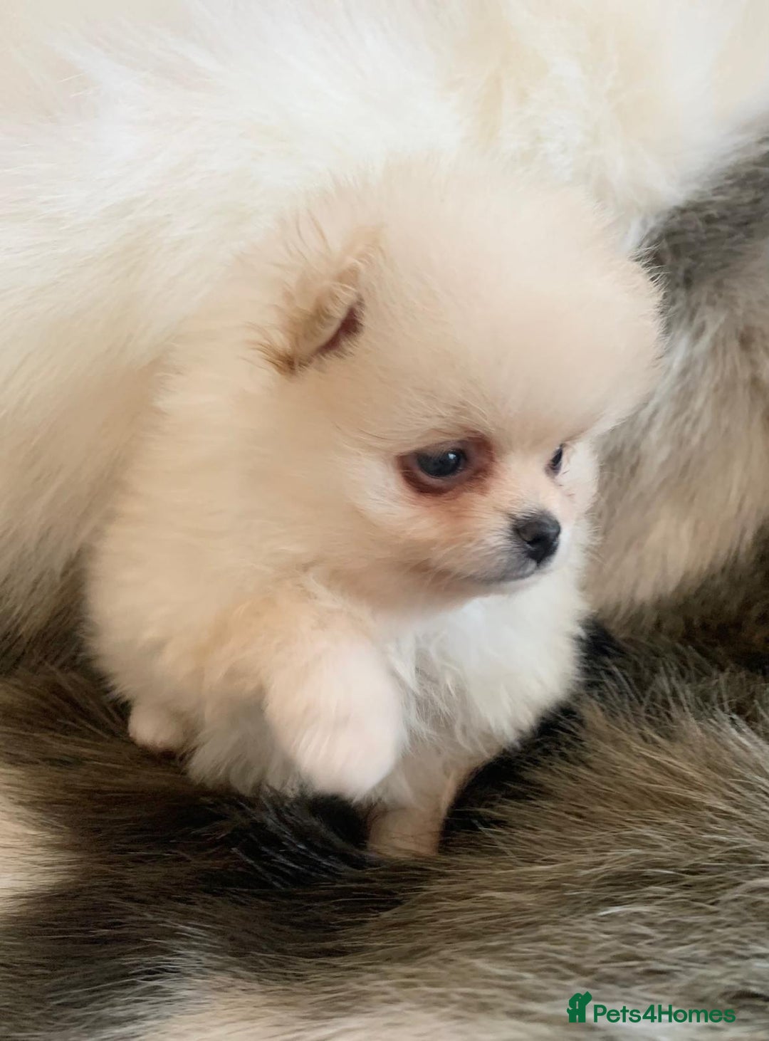 Pomeranian dogs for sale: OUTSTANDING KC POMERANIAN PUPPYS AVAILABLE  - Advert 12