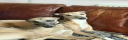 Whippet dogs for sale: Stunning KC registered whippet puppies  - Advert 3