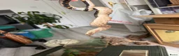 Mixed Breed reptiles for sale: Western Hognose snake and setup  in Eastleigh - Advert 3