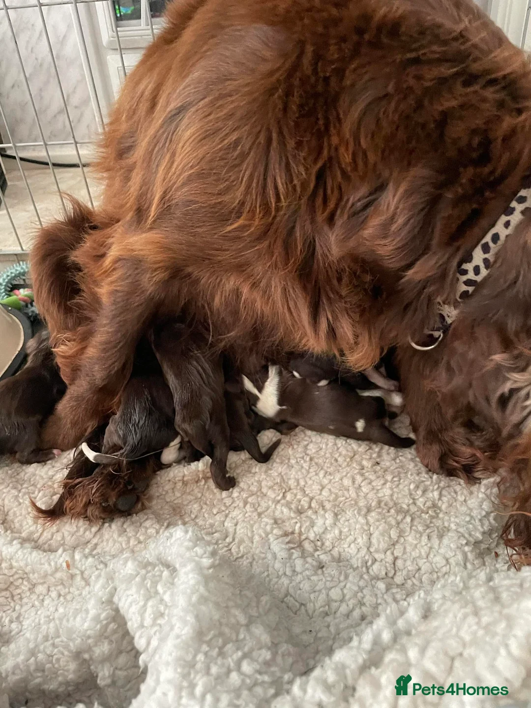 Sprocker dogs for sale: Sprocker spaniel puppies (springer x cocker ) in Brierley Hill - Advert 14