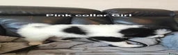 Mixed Breed dogs for sale: 5 gorgeous rare Samollie puppies  - Advert 3