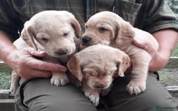 Cockerdor dogs for sale: Cockerdor Puppies  - Image 3
