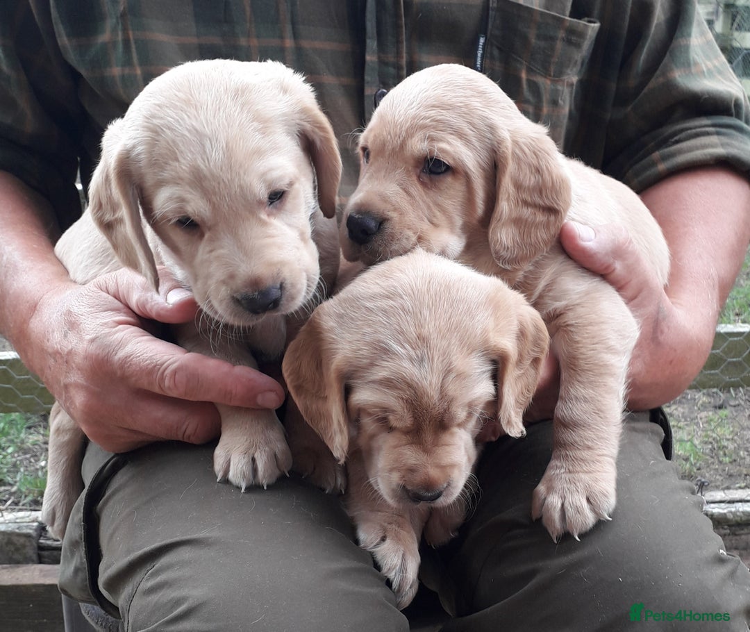 Cockerdor dogs for sale: Cockerdor Puppies  - Image 3