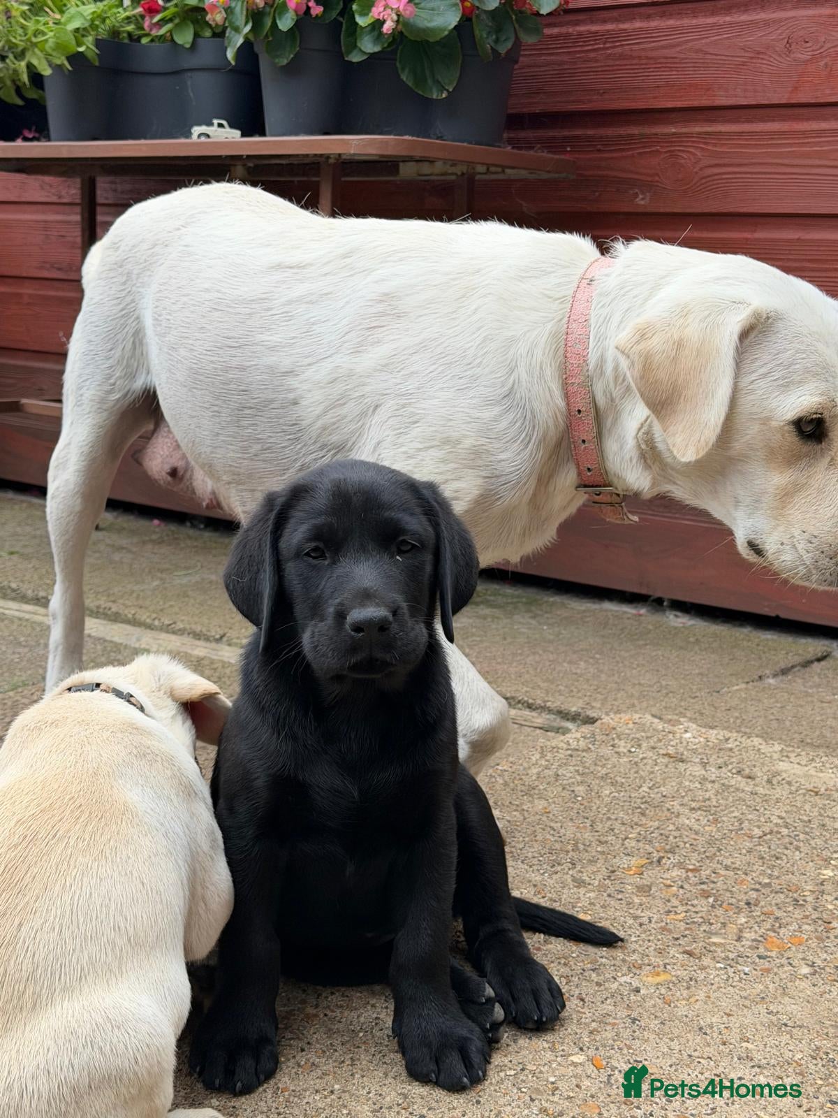 Labrador Retriever dogs  ADORABLE BLACK LABRADOR PUPPY FOR SALE - Advert 2