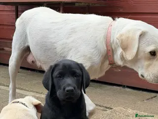 Labrador Retriever dogs ADORABLE BLACK LABRADOR PUPPY FOR SALE - Advert 15