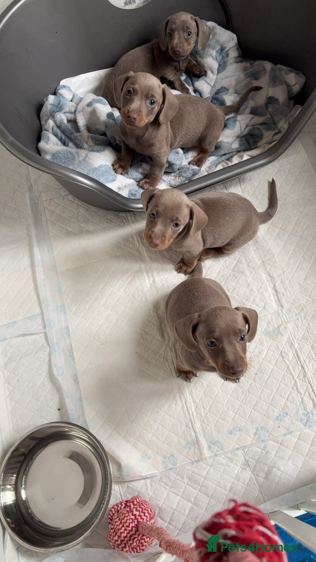 Miniature Dachshund dogs for sale: ISABELLA AND TAN MINIATURE DACHSHUND PUPPIES  - Advert 4