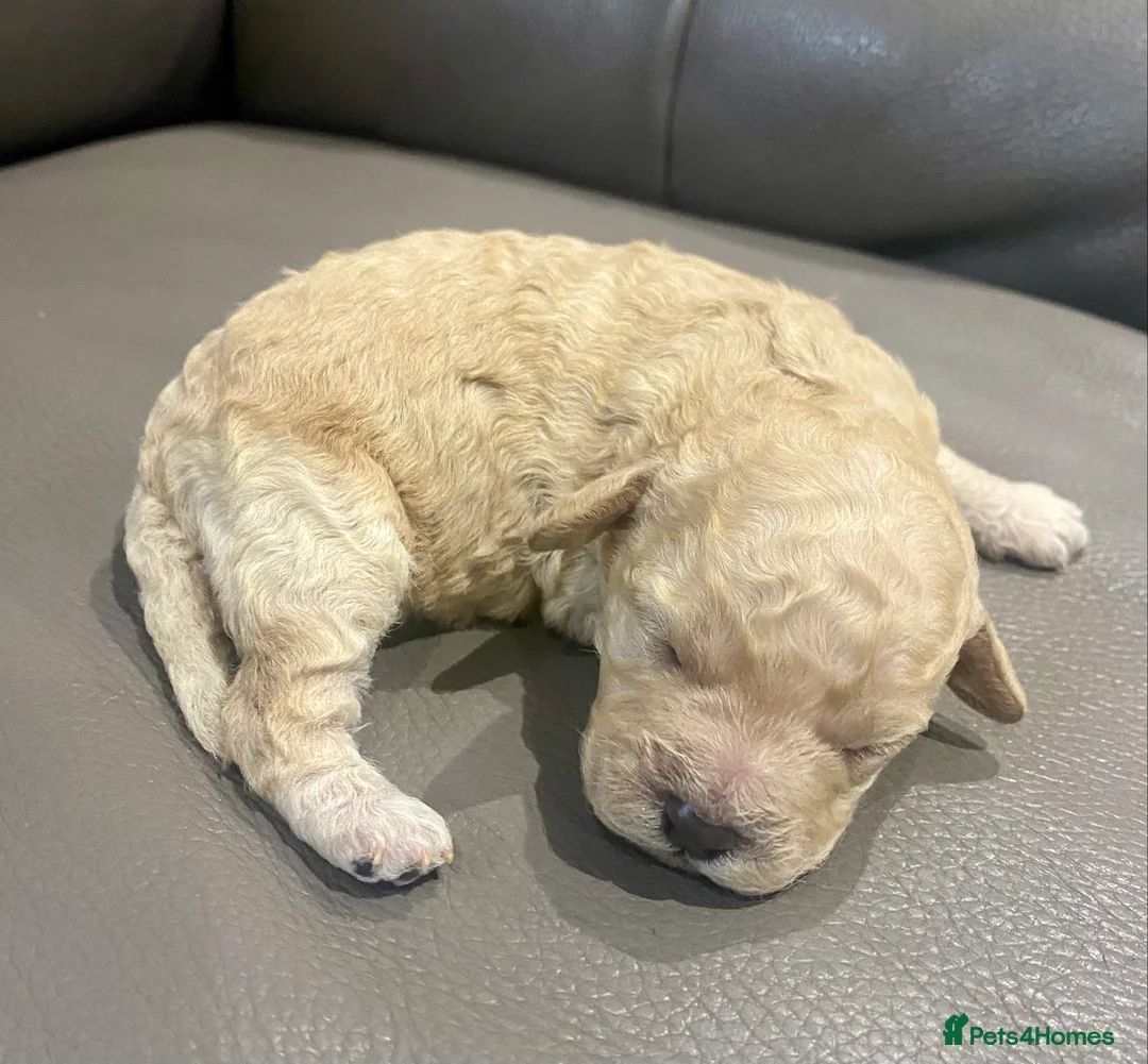 Cockapoo dogs for stud: Ralf.  in Dunfermline - Advert 14