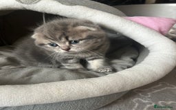 Scottish Fold cats for sale: Pure breed SCOTTISH FOLD - Image 19