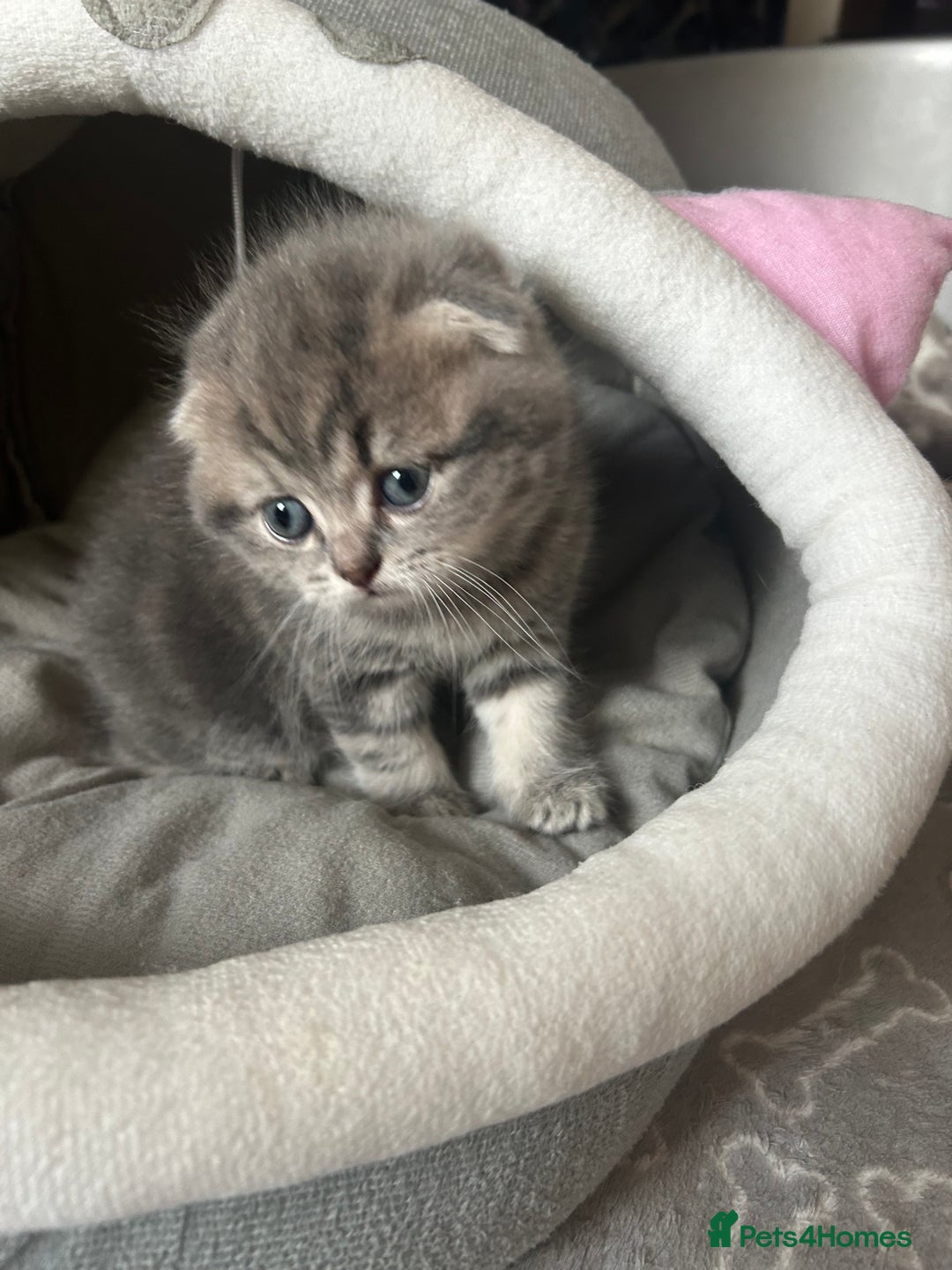 Scottish Fold cats for sale: Pure breed SCOTTISH FOLD - Image 19
