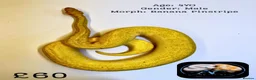 Python Snake reptiles for sale: Ball pythons for sale  - Advert 5