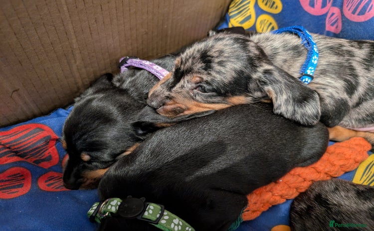 Dachshund dogs - Advert 1