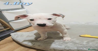 Mixed Breed dogs - Advert 4