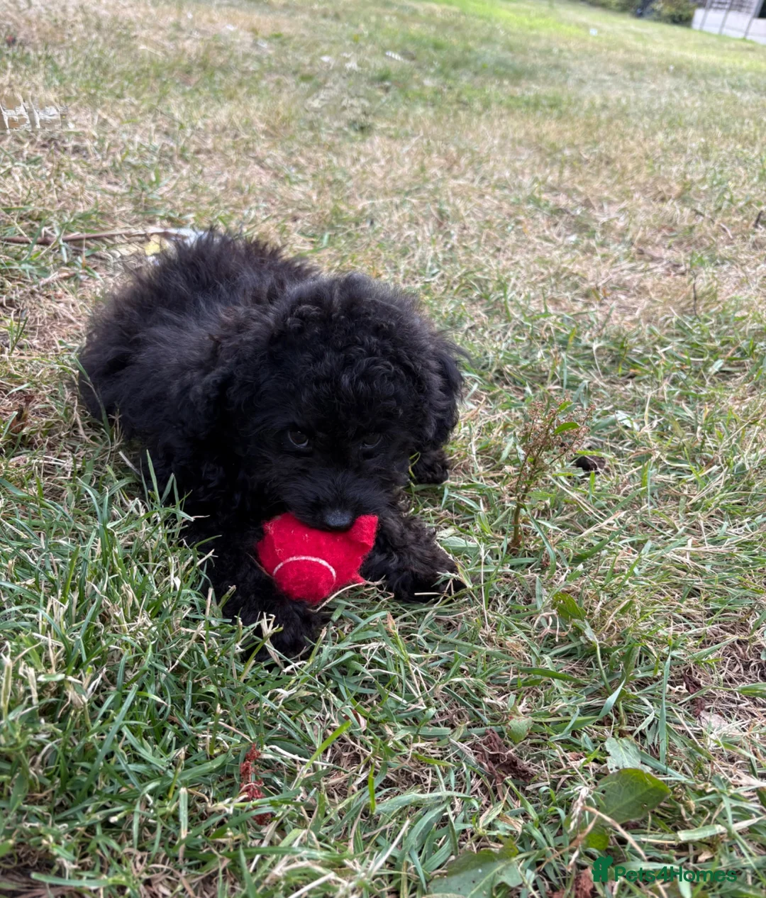 Toy Poodle dogs for sale: Asian Toy Poodle Puppies – Only 2 Available 🐩✨ - Advert 2