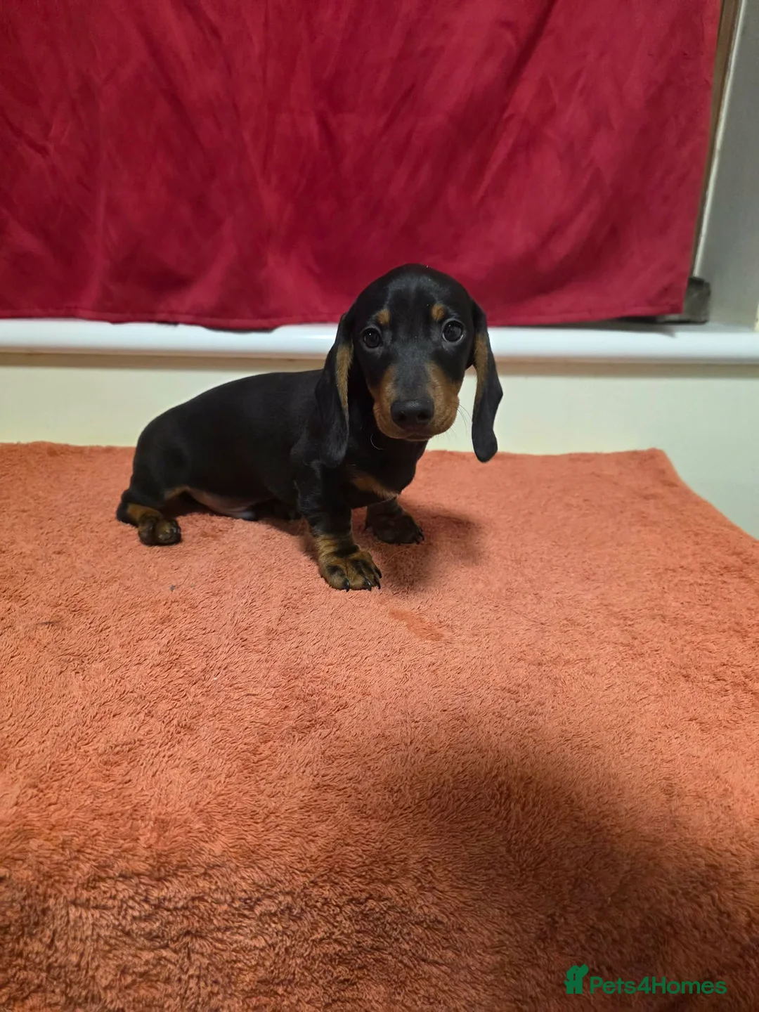 Miniature Dachshund dogs for sale: 💙BOTH VACCINES & READY FOR HIS FUREVER HOME - Advert 1