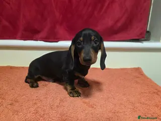 Miniature Dachshund dogs 💙BOTH VACCINES & READY FOR HIS FUREVER HOME - Advert 1