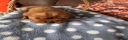Cavalier King Charles Spaniel dogs for sale: Beautiful Cavalier King Charles Spaniel Puppies 🐶 - Advert 16