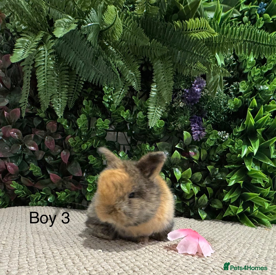 Mini Lop rabbits for sale: ⭐️ pure bred mini lops ⭐️ ready 27th dec - Advert 8