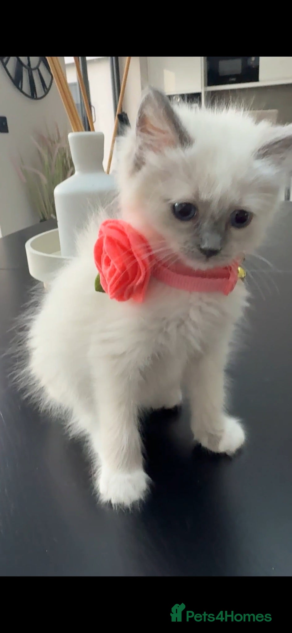 Ragdoll cats Ragdoll kittens GCCF registered  - Advert 1