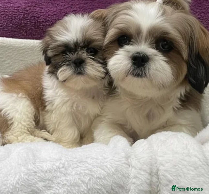 Shih Tzu dogs Beautiful Shih Tzu for sell - Advert 1