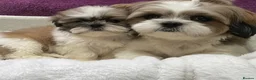 Shih Tzu dogs for sale: Beautiful Shih Tzu for sell - Advert 1