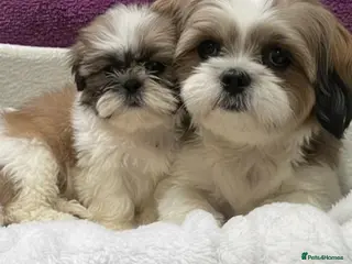 Shih Tzu dogs Beautiful Shih Tzu for sell - Advert 1
