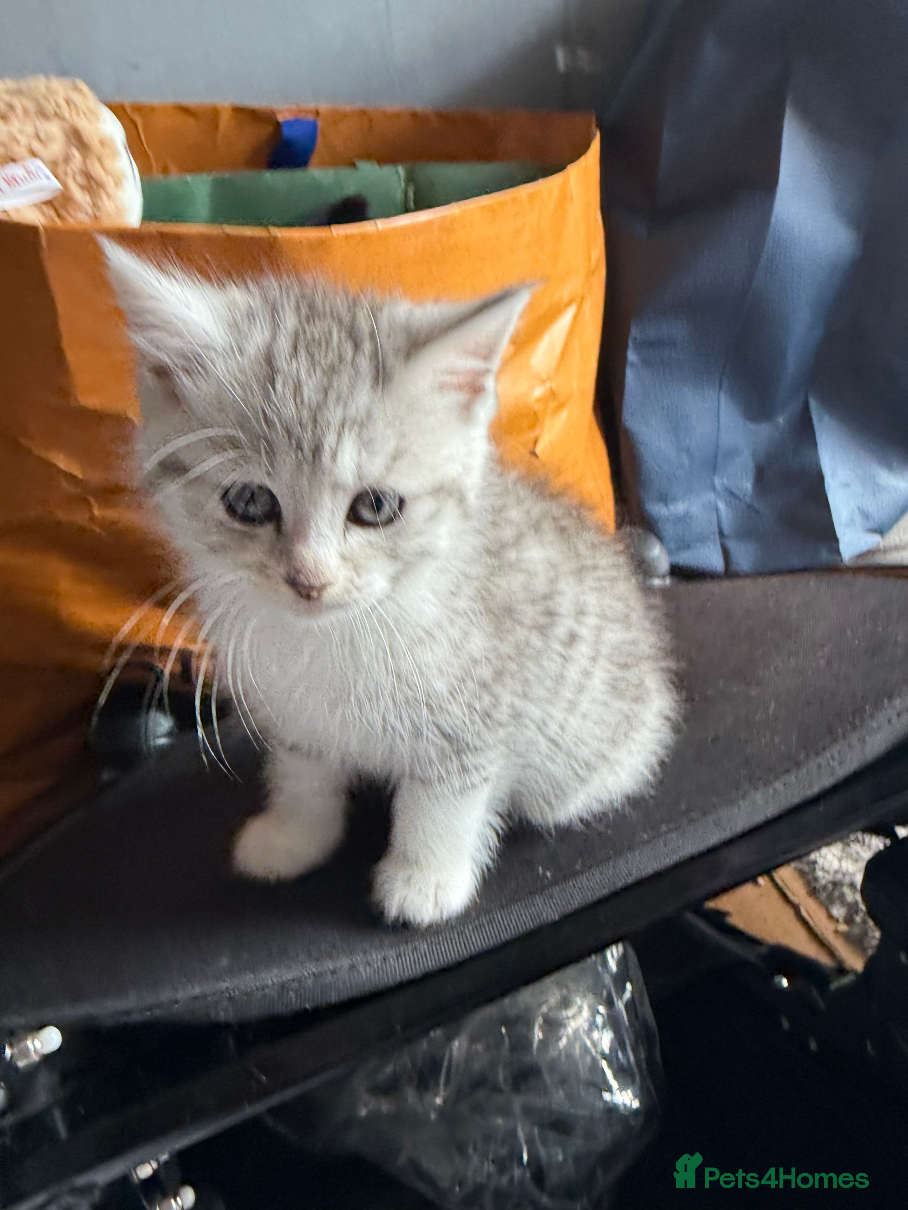 Mixed Breed cats for sale: Maine coon x Persian kittens  - Advert 13