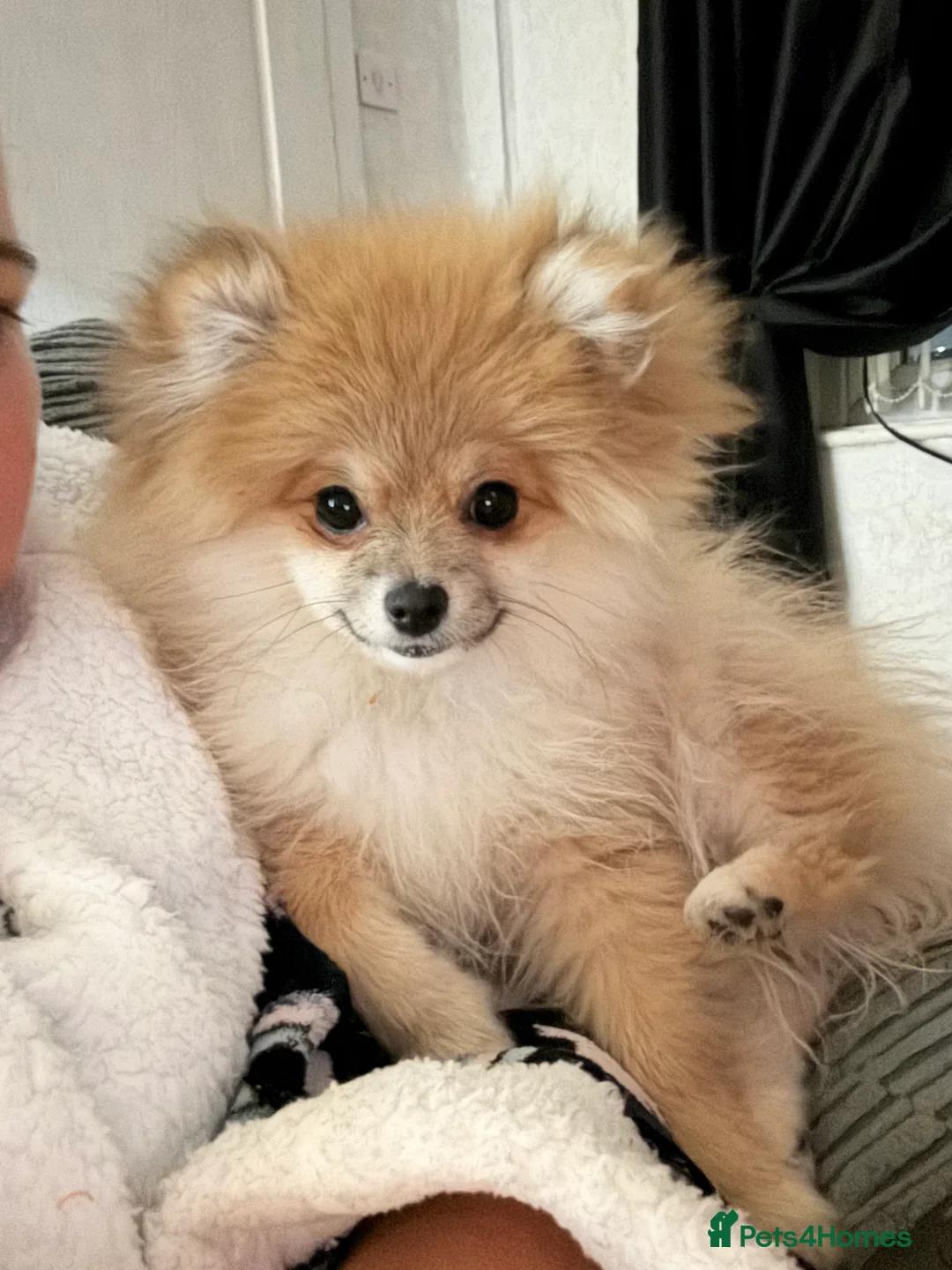 Pomeranian dogs for sale: Pomeranian  - Advert 2