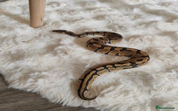 Python Snake reptiles for sale: Ball python  - Image 1