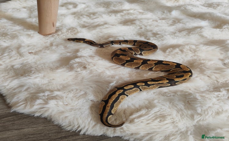 Python Snake reptiles - Advert 1