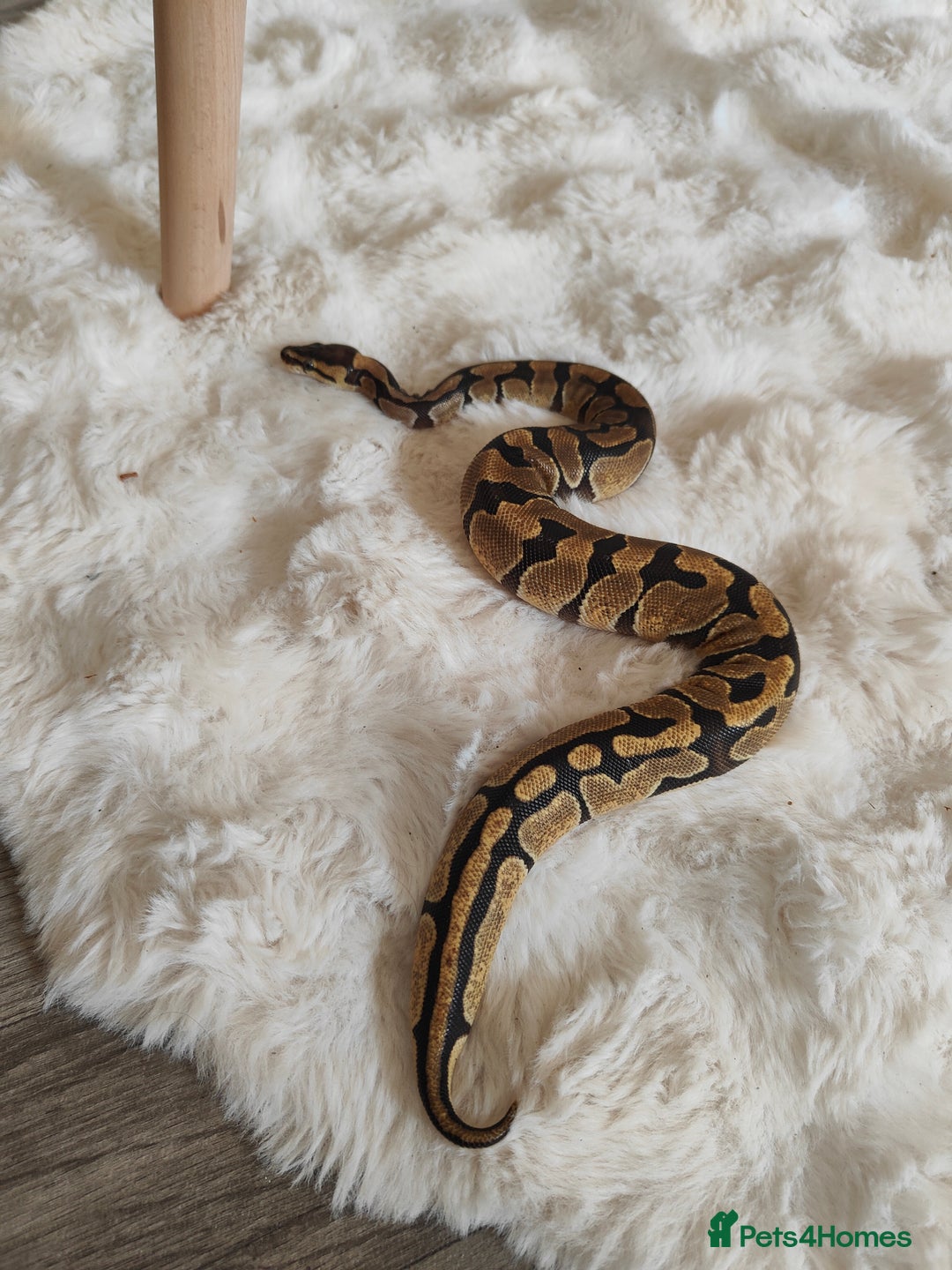 Python Snake reptiles for sale: Ball python  - Image 1
