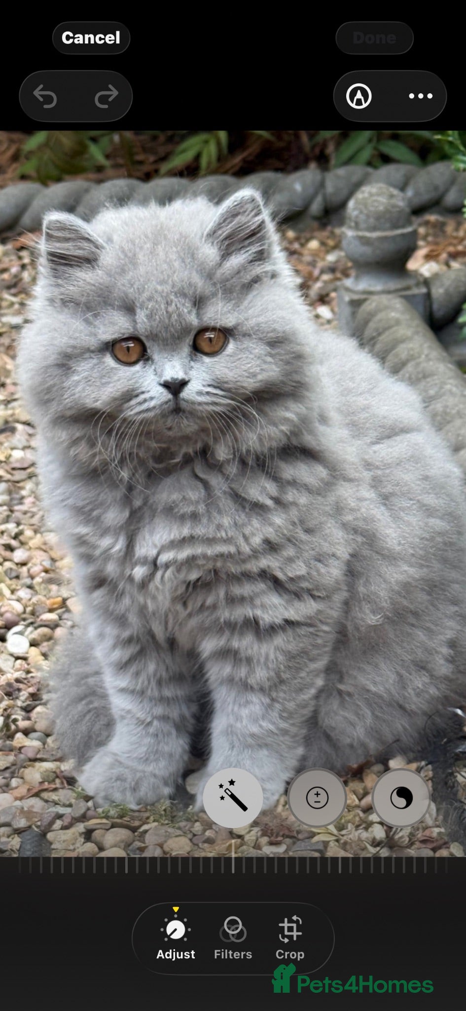 British Shorthair cats 5 Stunning BSH Blue and Lilac Kittens - Advert 1