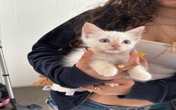 Ragdoll cats for sale: GCCF Ragdoll Kittens *CHIP*VACS*NEUTERED* - Image 2