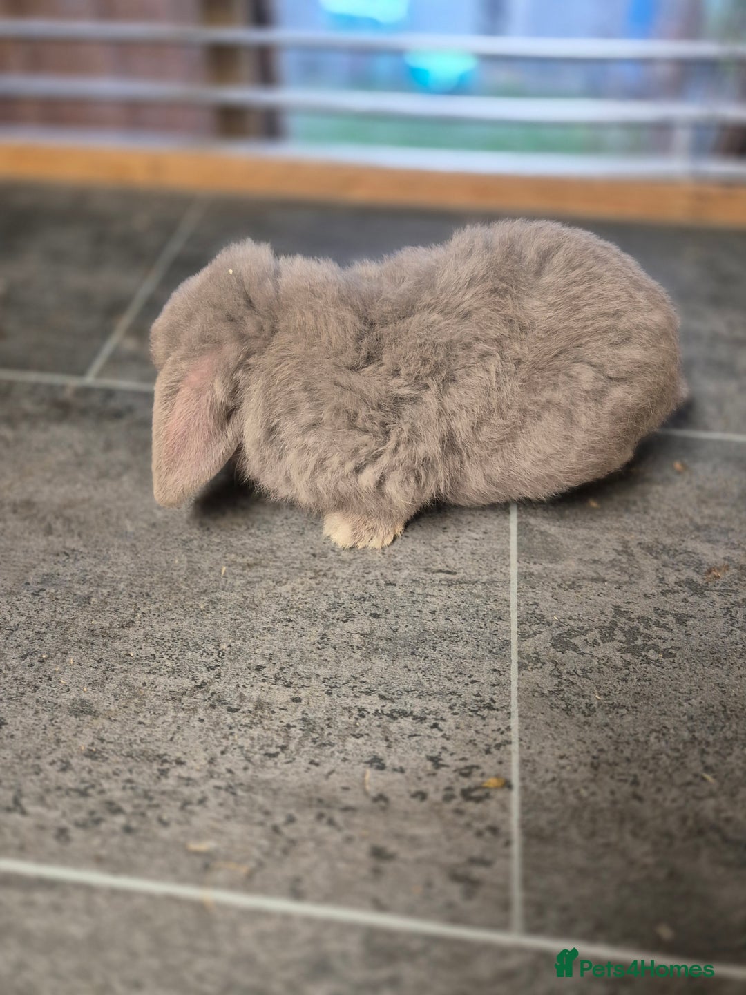 Mini Lop rabbits for sale: Baby mini lop rabbit  - Advert 2