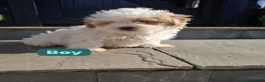 Shichon 1