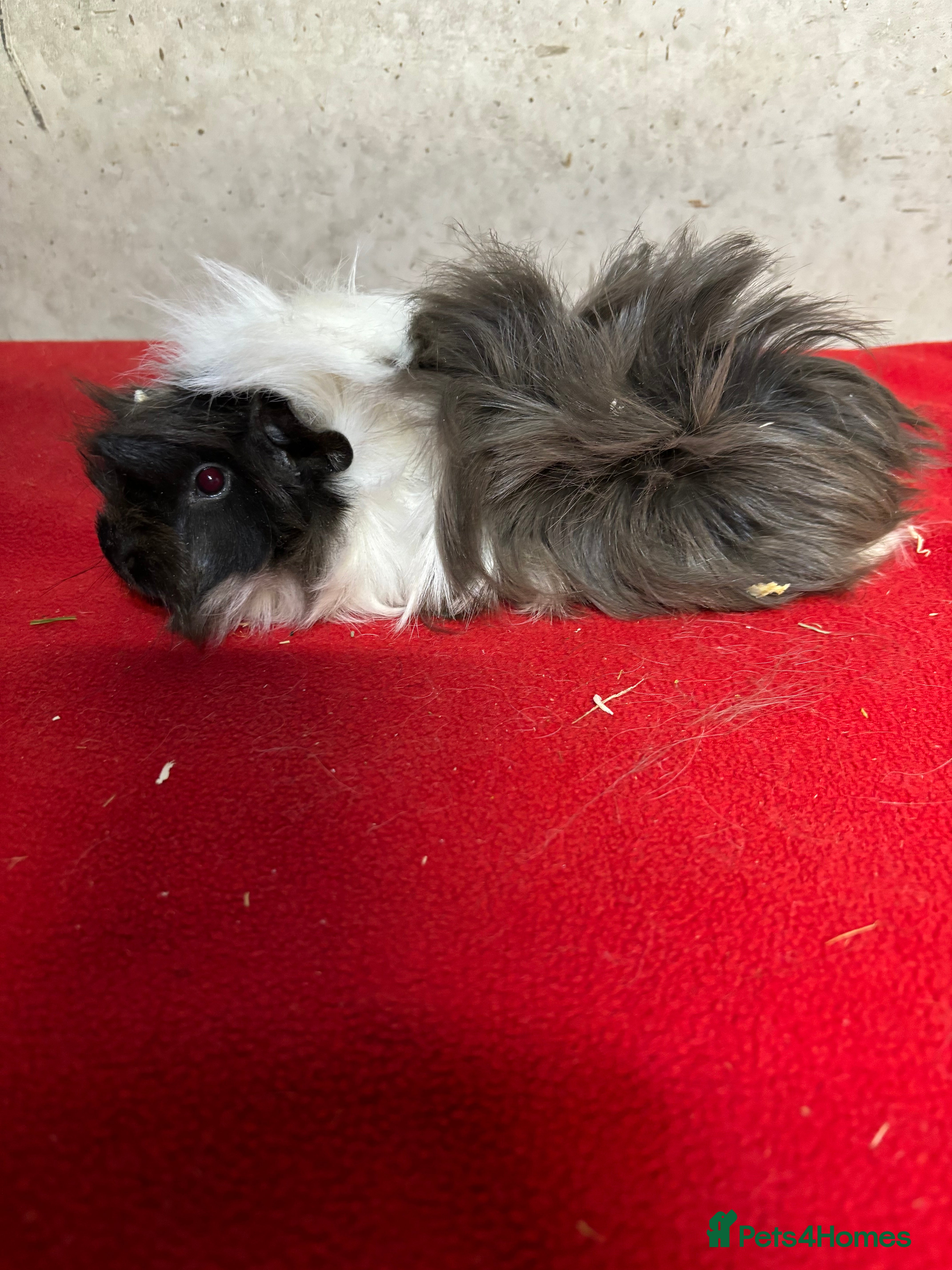 Guinea Pig rodents Female guinea pigs  - Advert 3