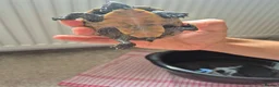 Turtle reptiles for sale: 3 x Black musk turtles in Hailsham - Advert 7
