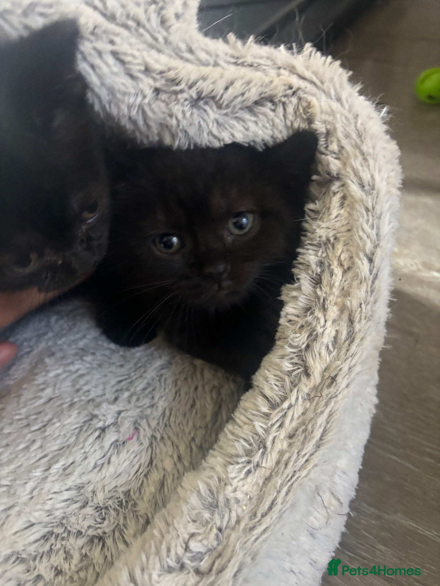 Mixed Breed cats 6 Beautiful Mixed British Shorthair Kittens  - Advert 1